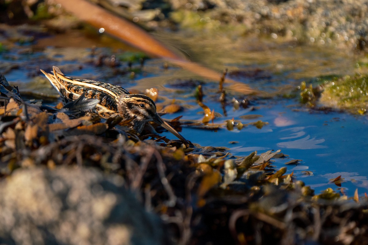 Jack Snipe - ML644808515