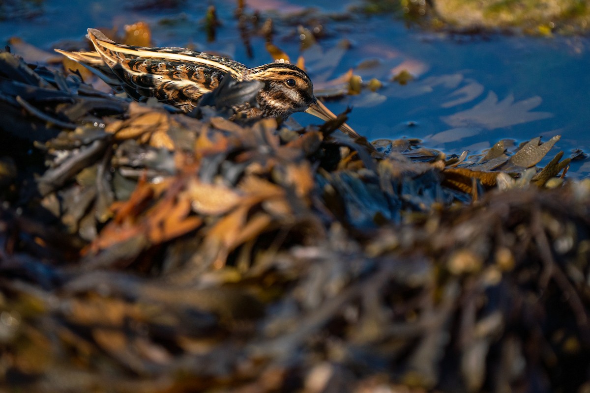 Jack Snipe - ML644808516