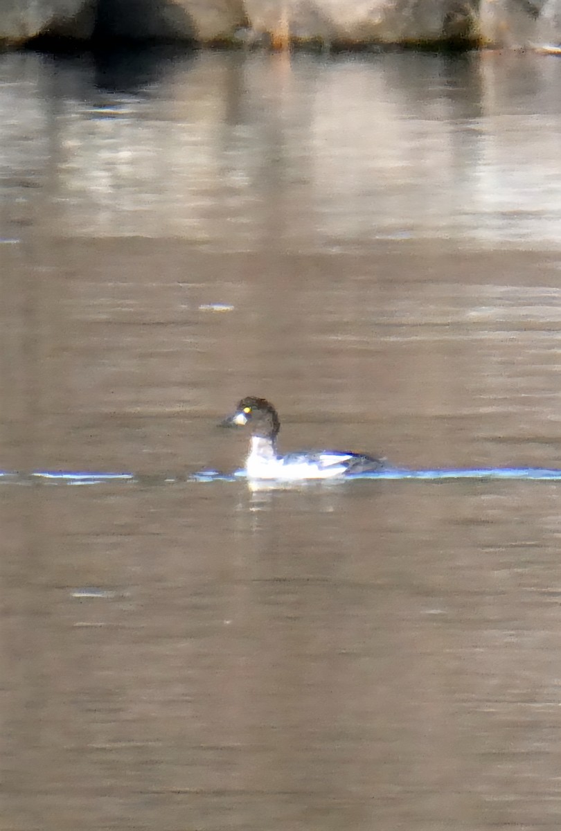 Common Goldeneye - ML644808525