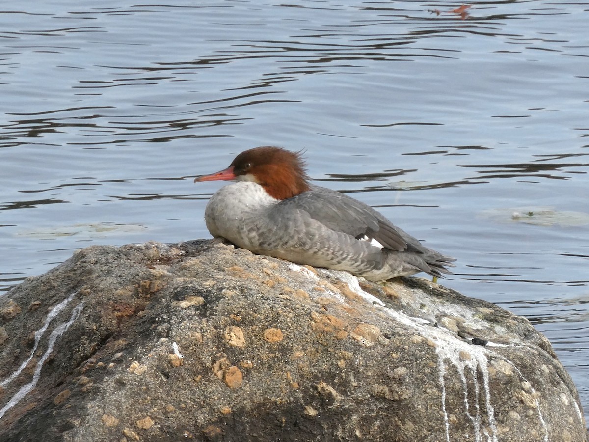 Common Merganser - ML644808537