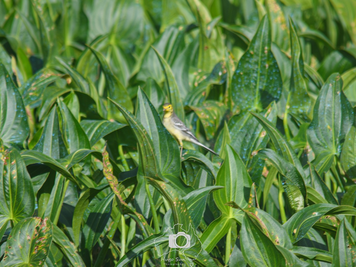 Citrine Wagtail - ML644808539