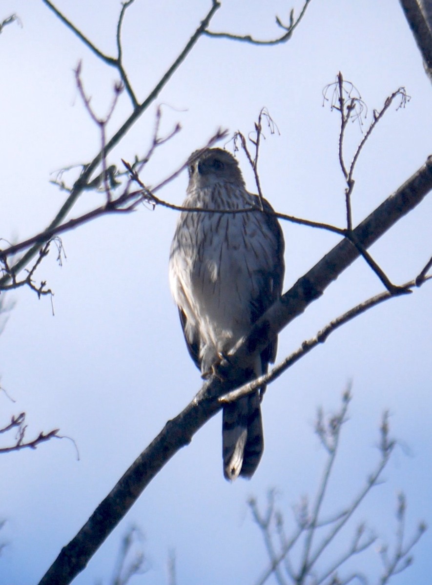 Cooper's Hawk - ML644808540