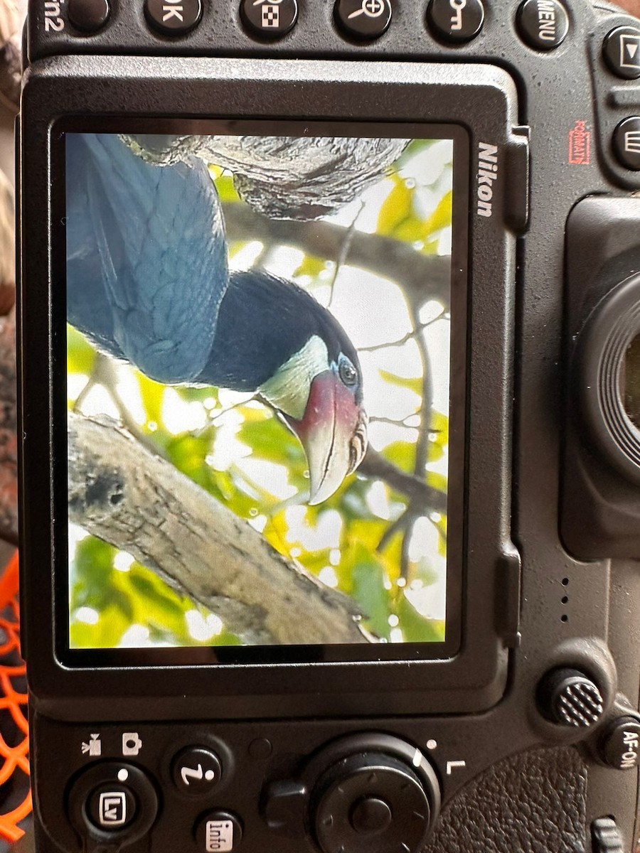 Narcondam Hornbill - ML644808547