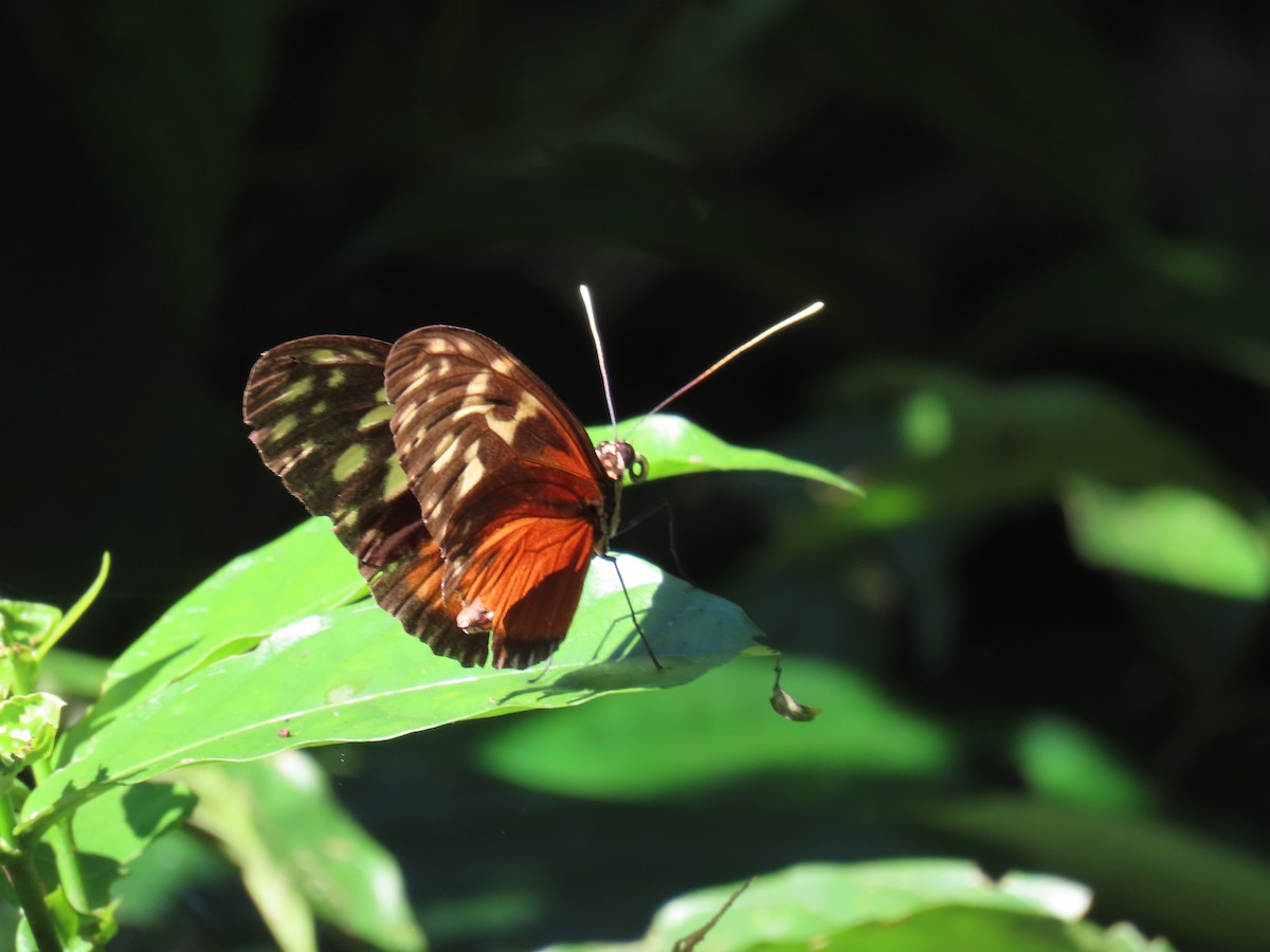 Animals - ML644808558