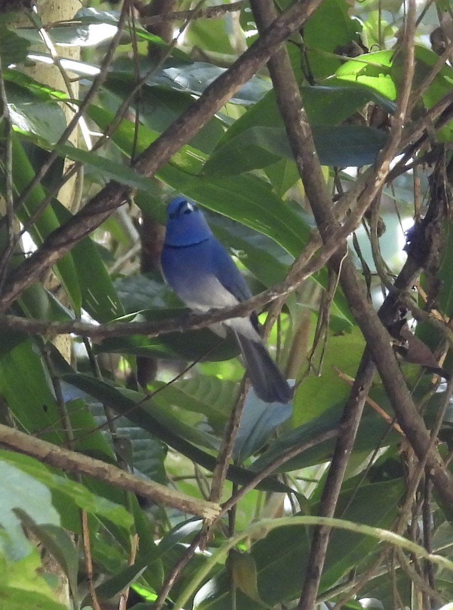 Black-naped Monarch - ML644808569