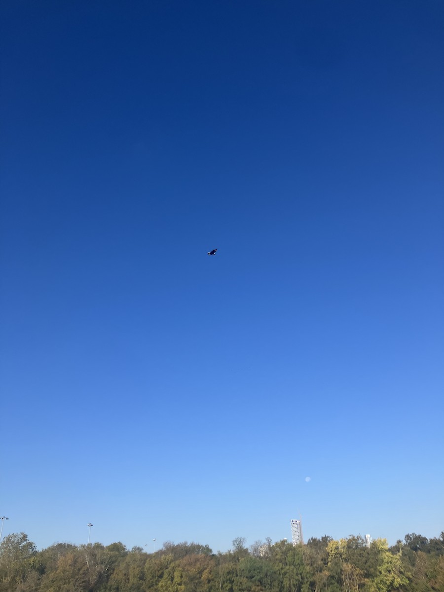 Crested Caracara - ML644808574