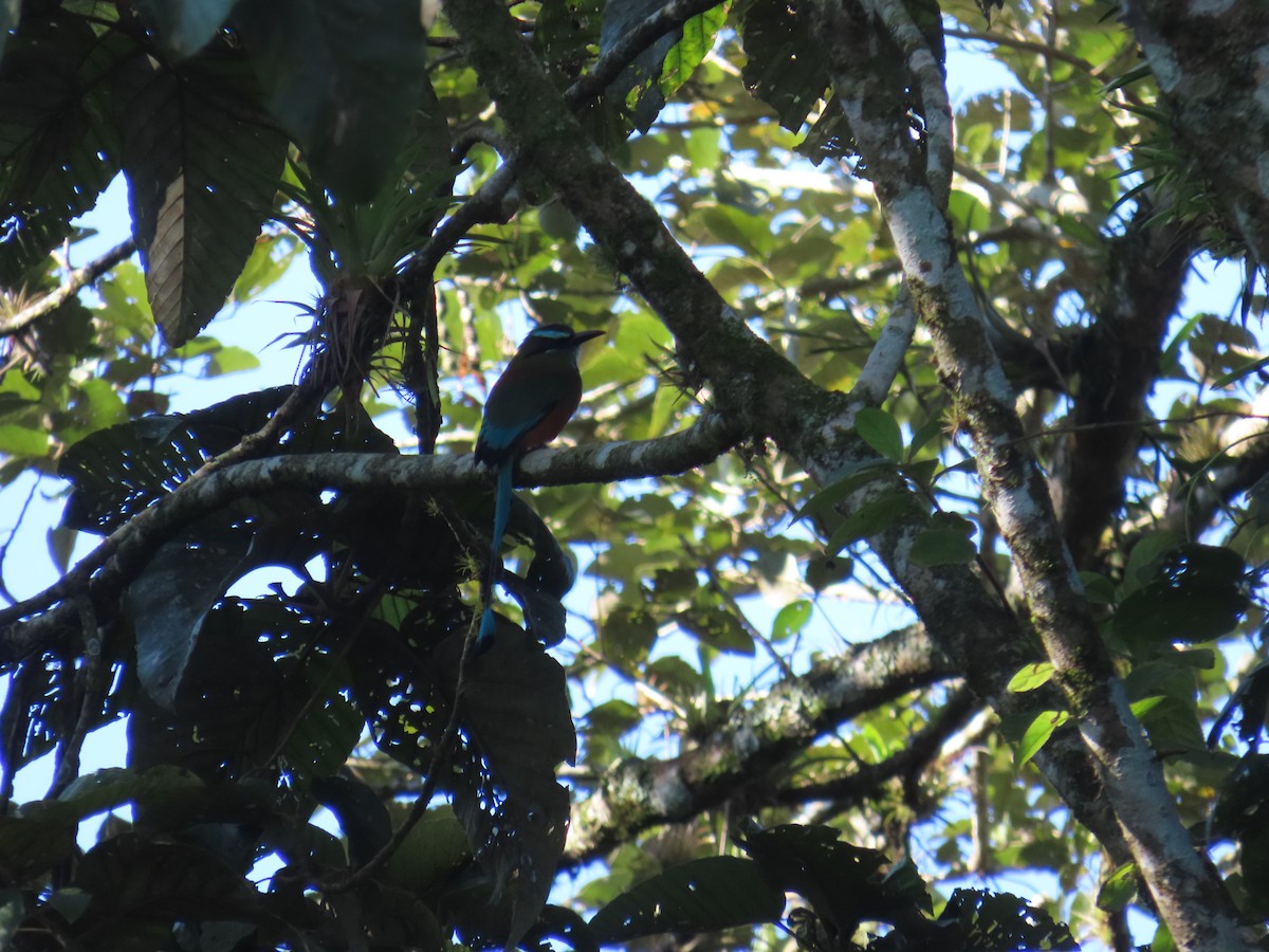 Turquoise-browed Motmot - ML644808580