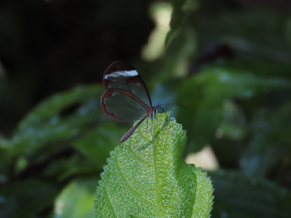 Animals - ML644808592