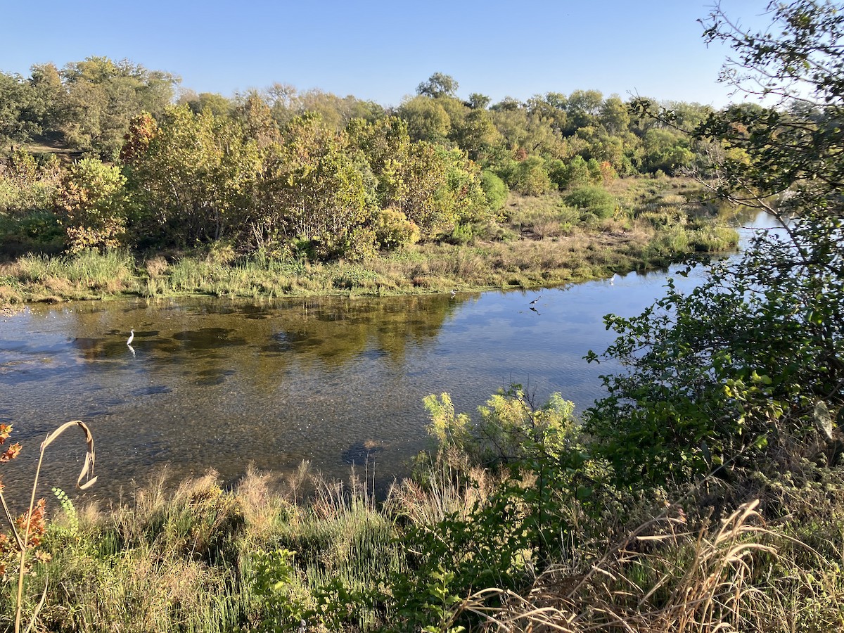 Snowy Egret - ML644808593