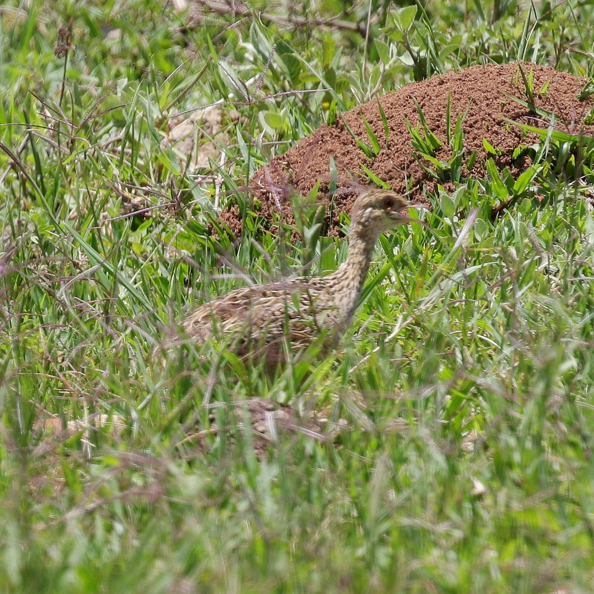 Spotted Nothura - ML644808597