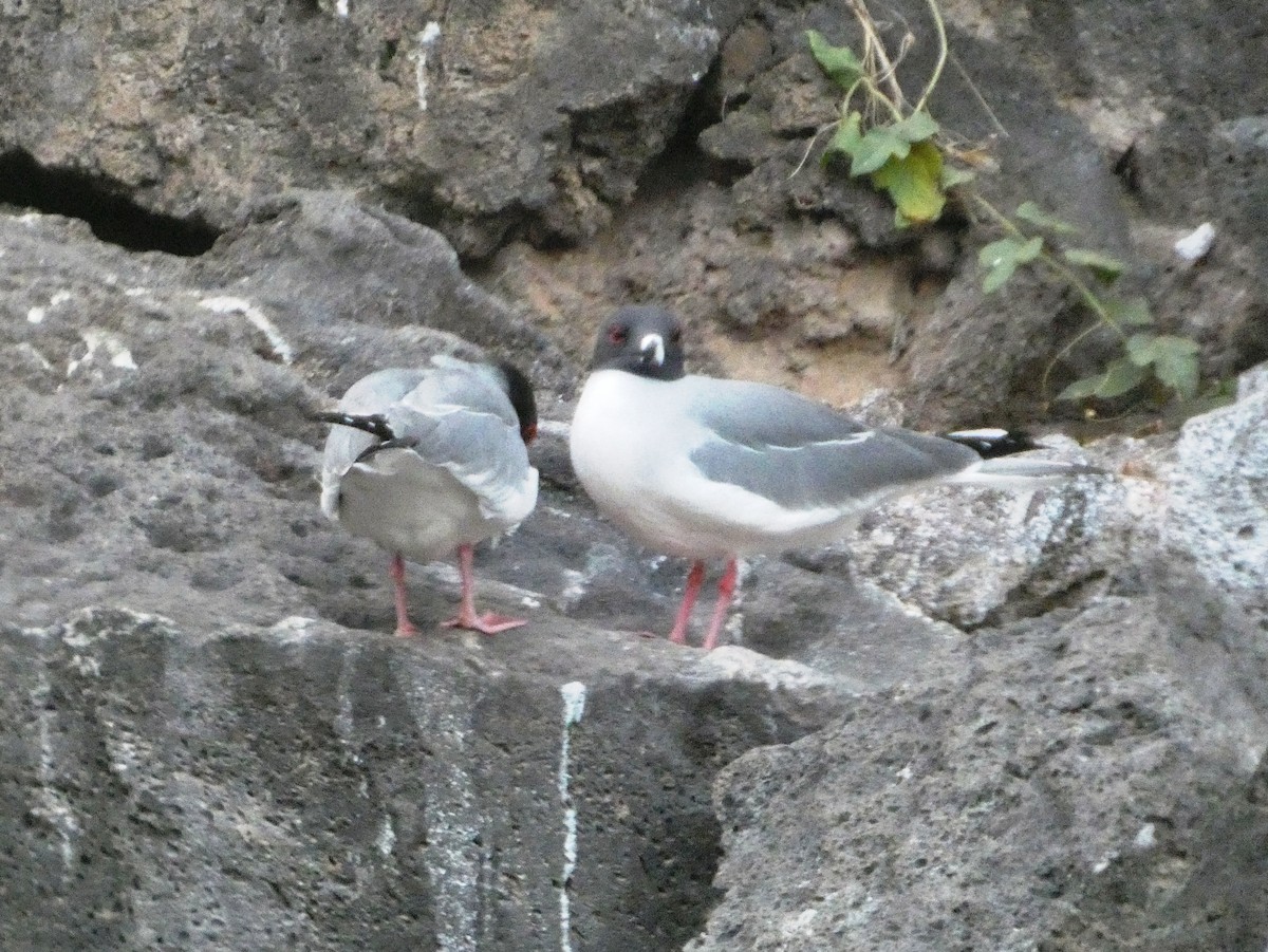 Swallow-tailed Gull - ML644808604
