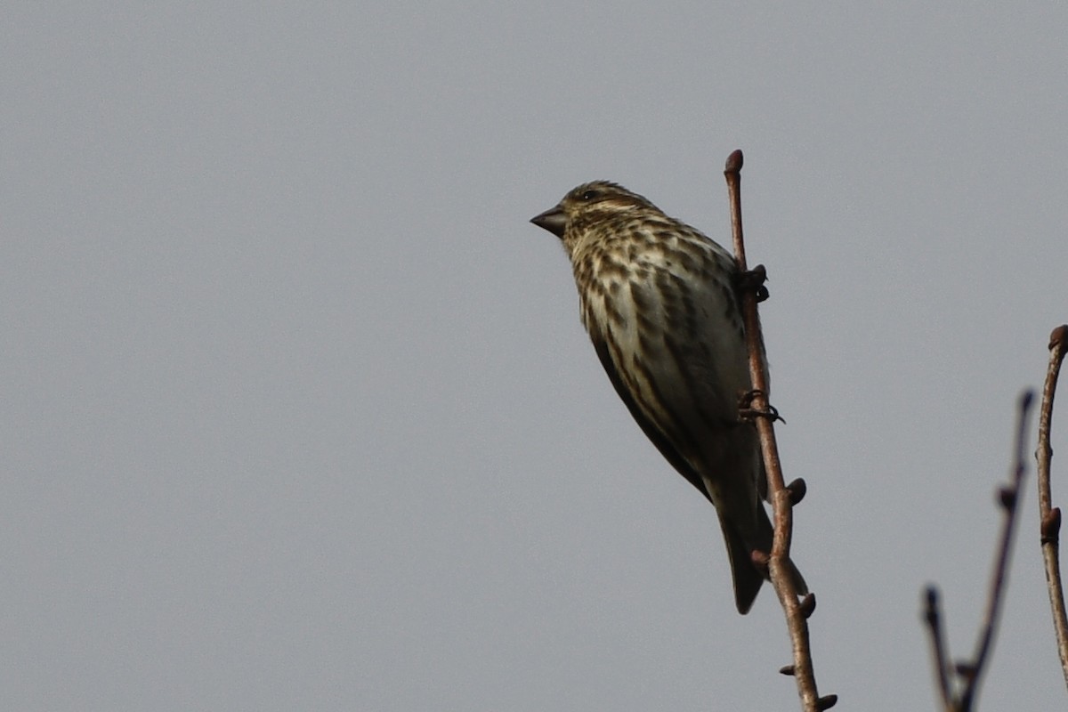 Purple Finch - ML644808625