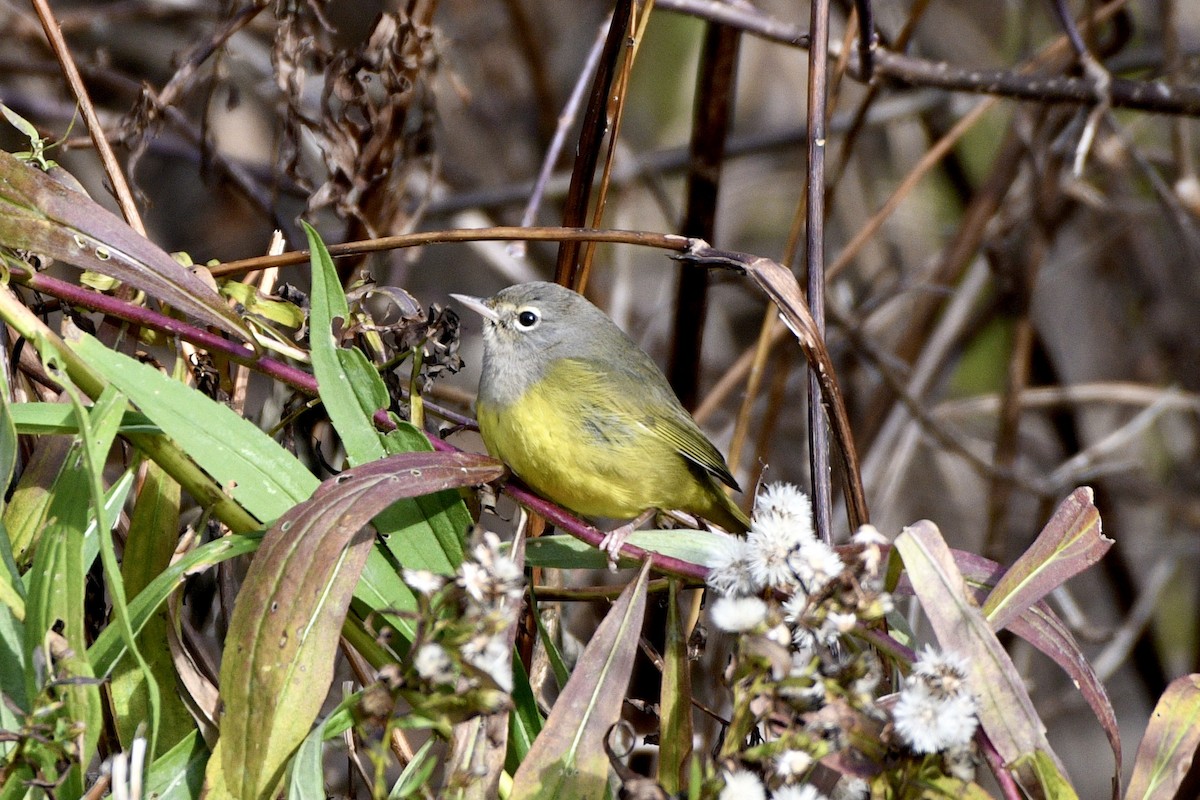 MacGillivray's Warbler - ML644808635