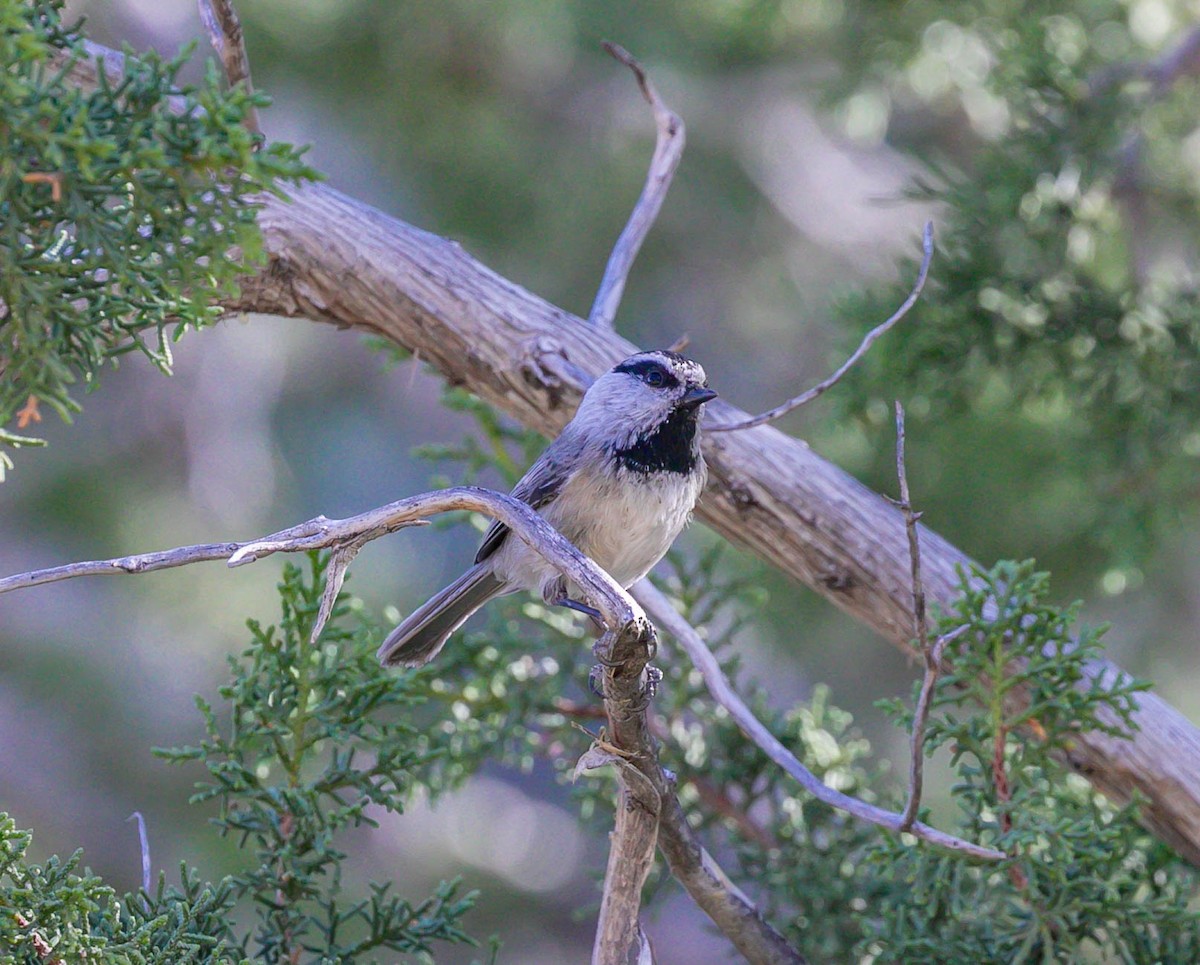 Mountain Chickadee - ML644808637