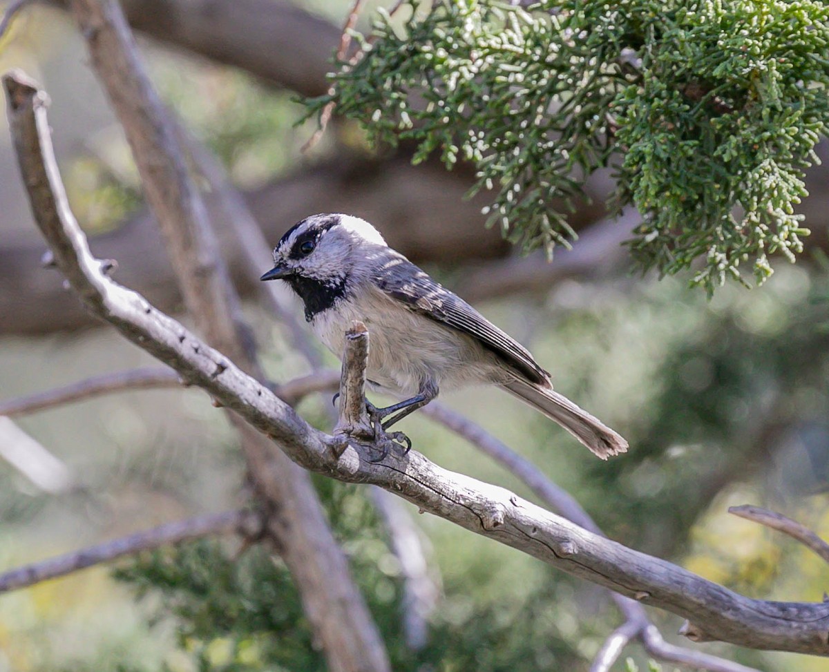 Mountain Chickadee - ML644808638