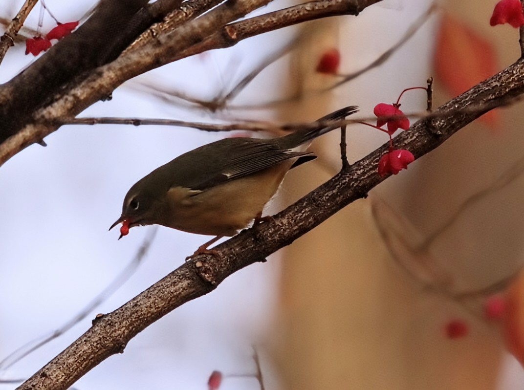 Black-throated Blue Warbler - ML644808640