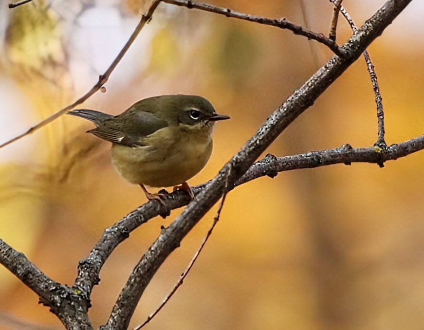 Black-throated Blue Warbler - ML644808641