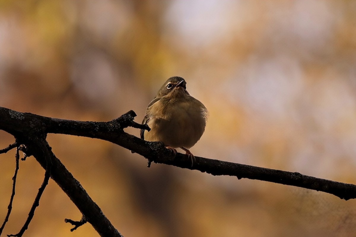 Black-throated Blue Warbler - ML644808642