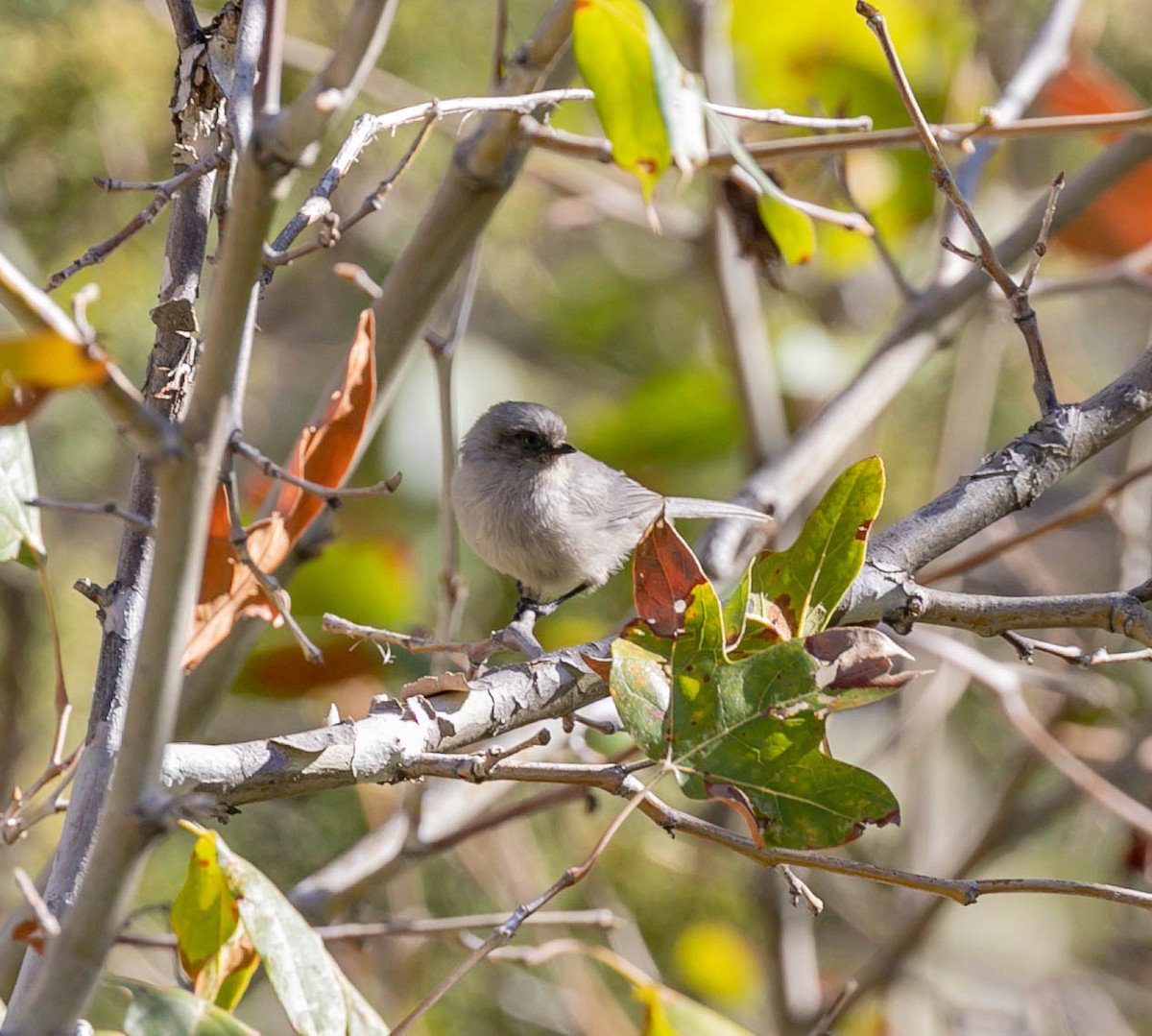Bushtit - ML644808645