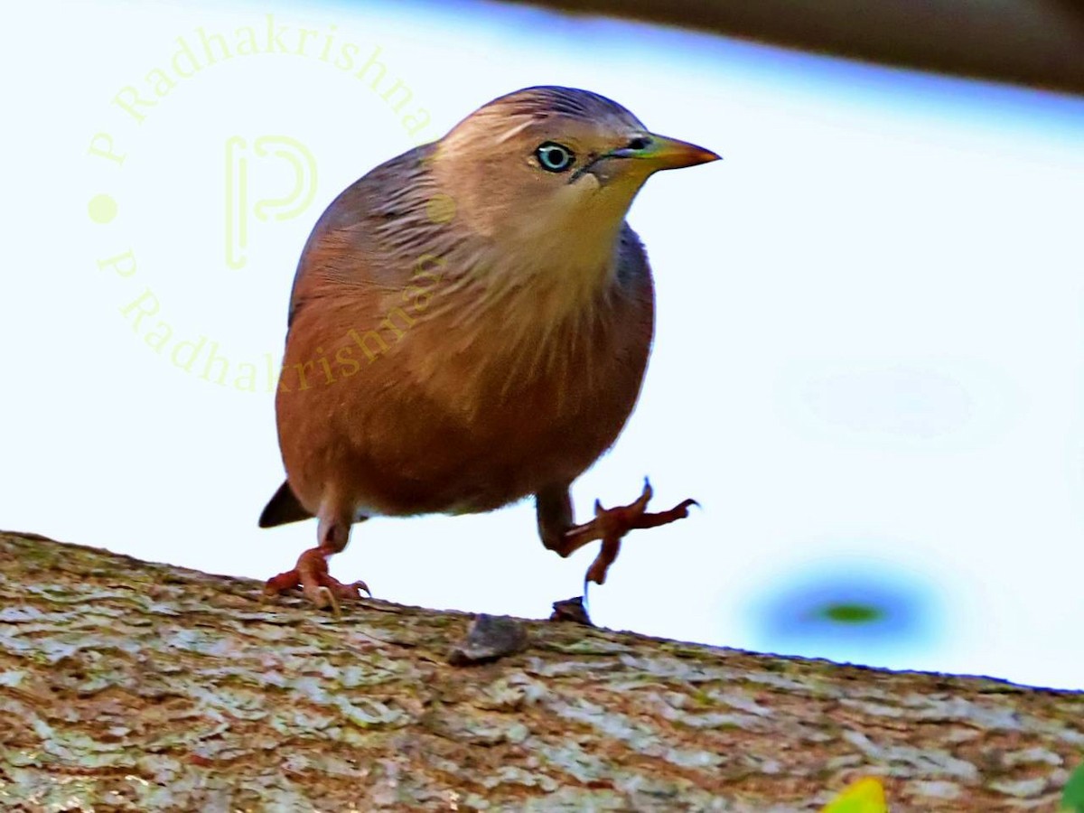 灰頭椋鳥 - ML644808650