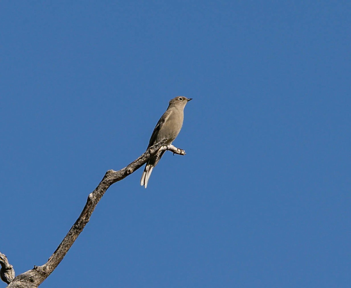 Townsend's Solitaire - ML644808652
