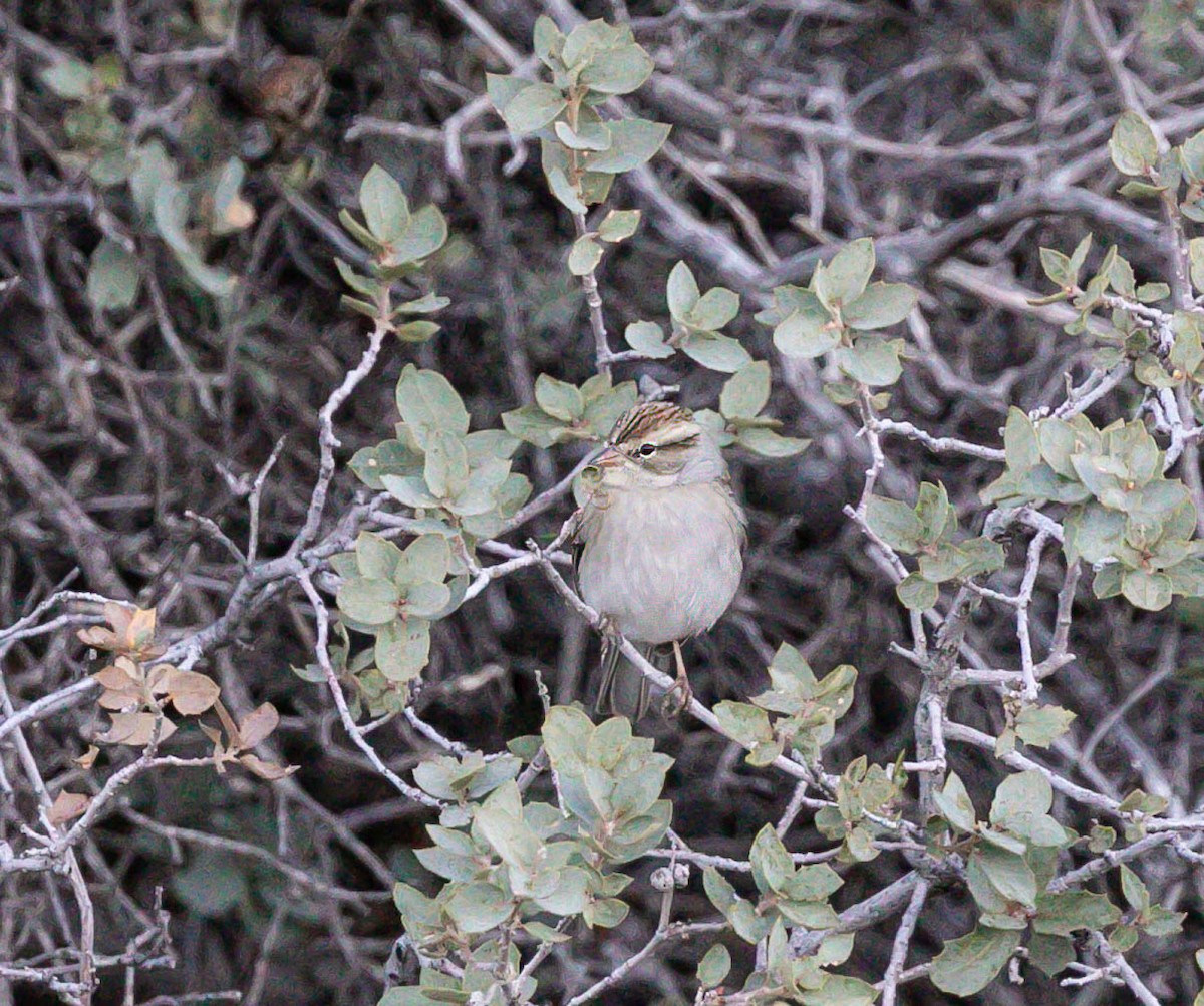 Chipping Sparrow - ML644808664
