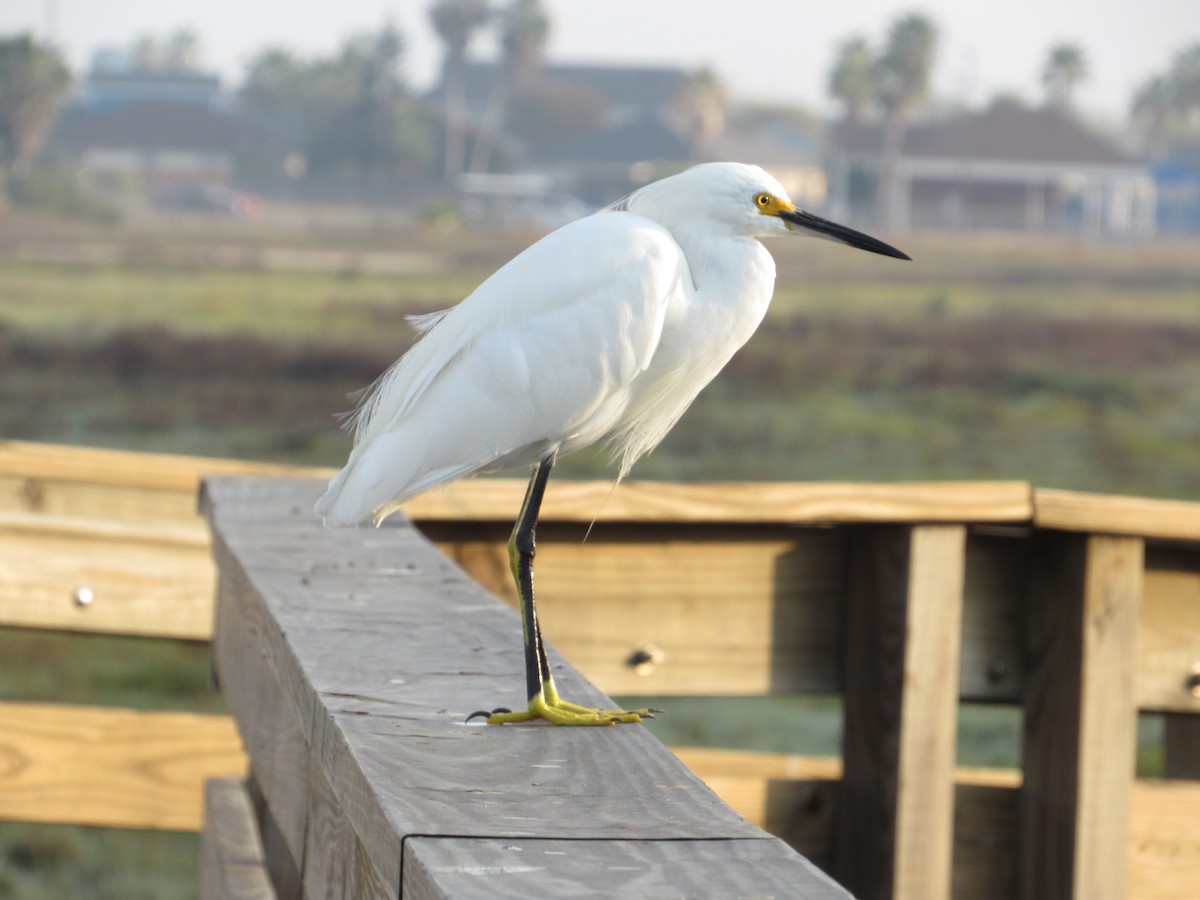 Snowy Egret - ML644808675