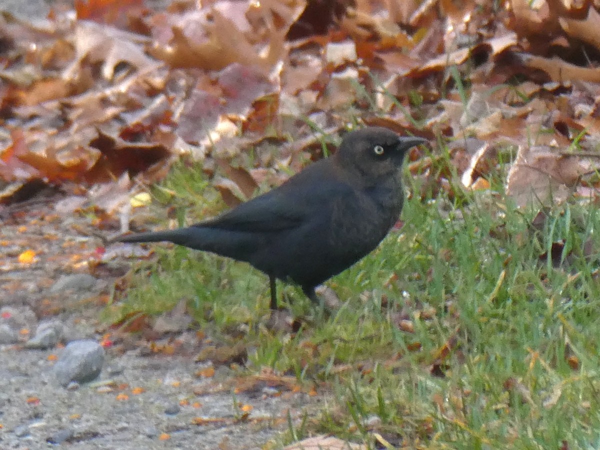 Rusty Blackbird - ML644808676