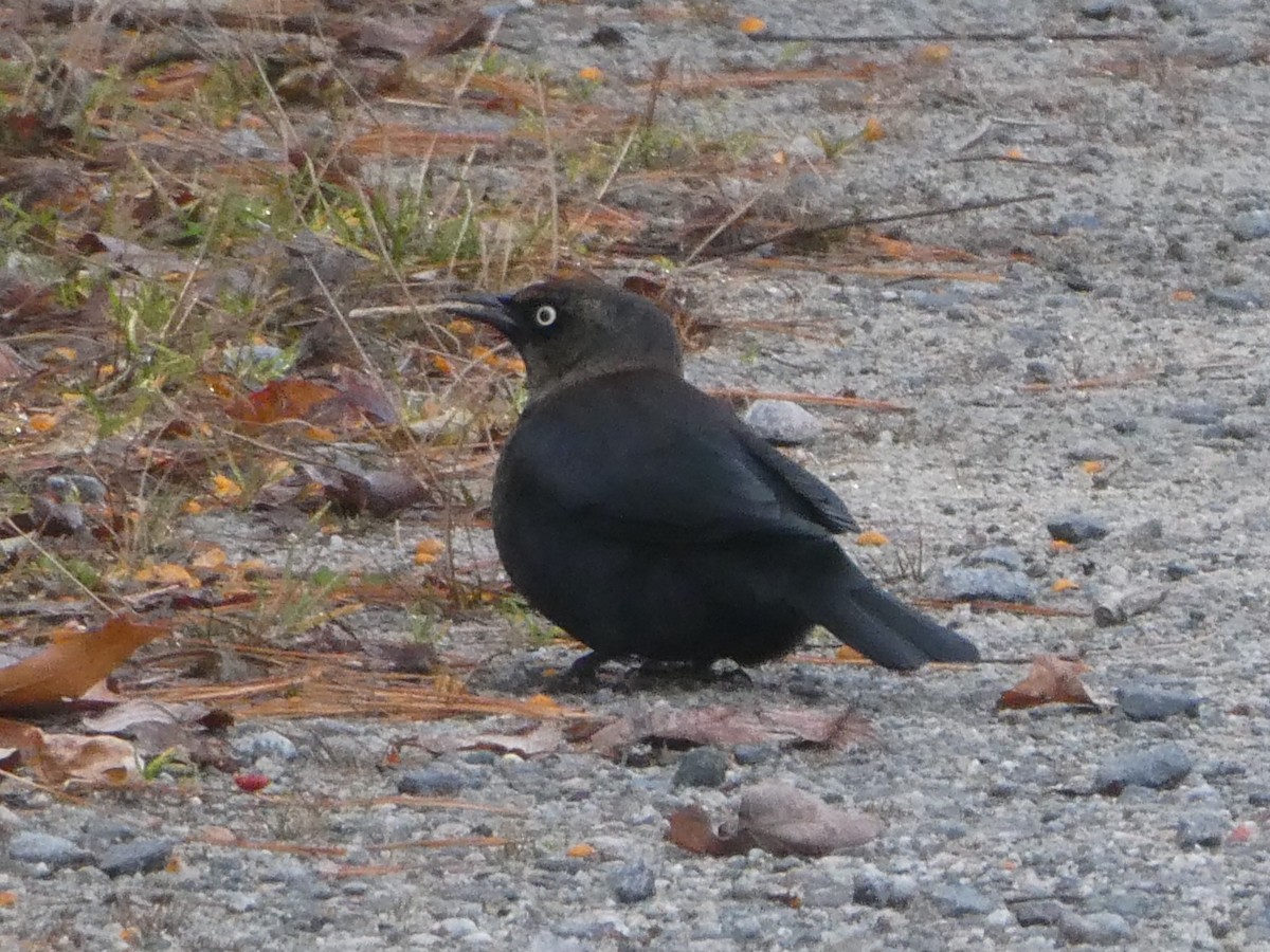 Rusty Blackbird - ML644808677