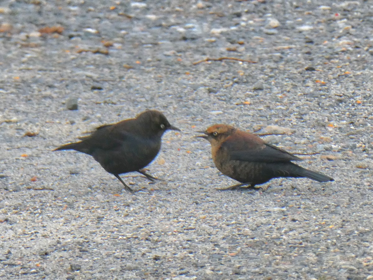 Rusty Blackbird - ML644808680
