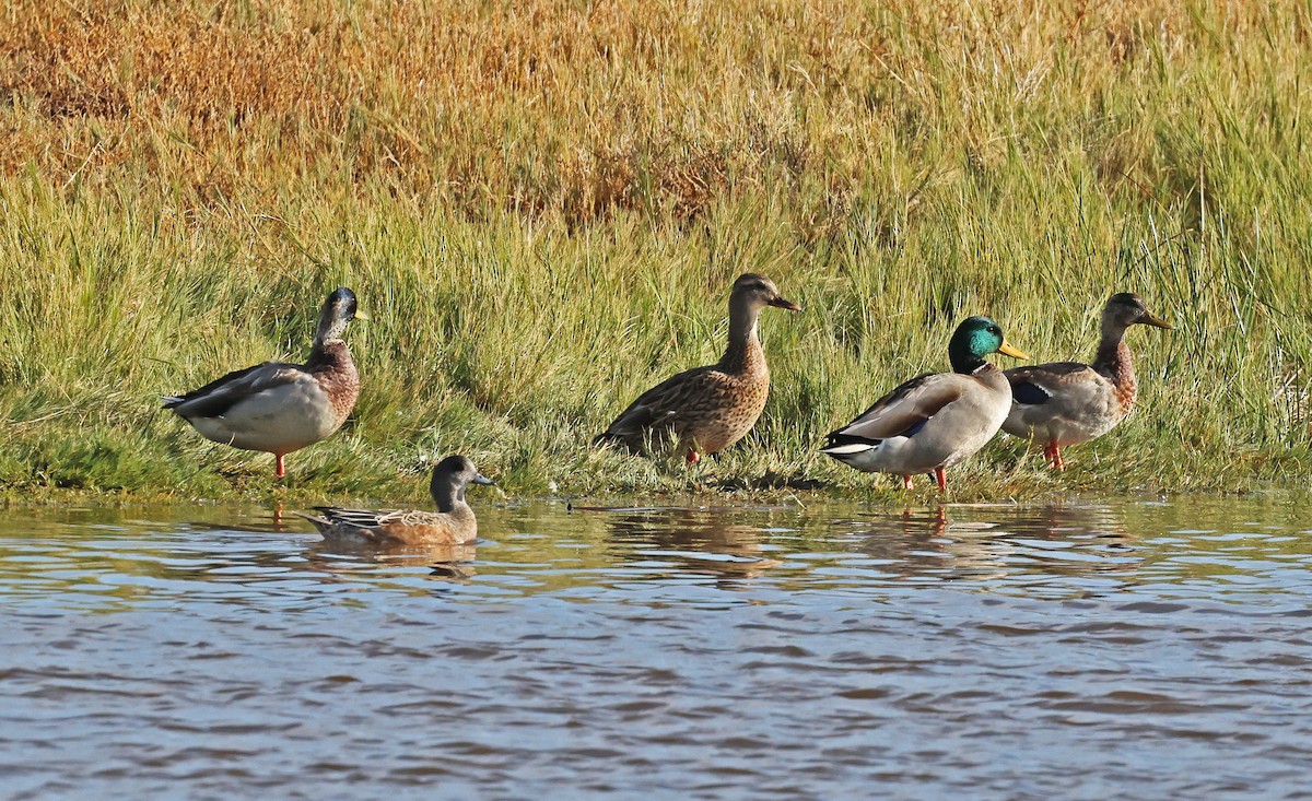 Mallard - ML644808681