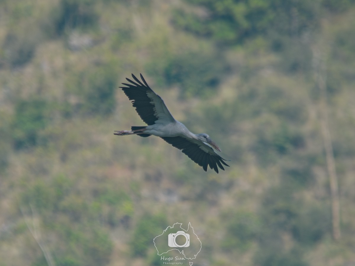 Matxardamoko zuria - ML644808682