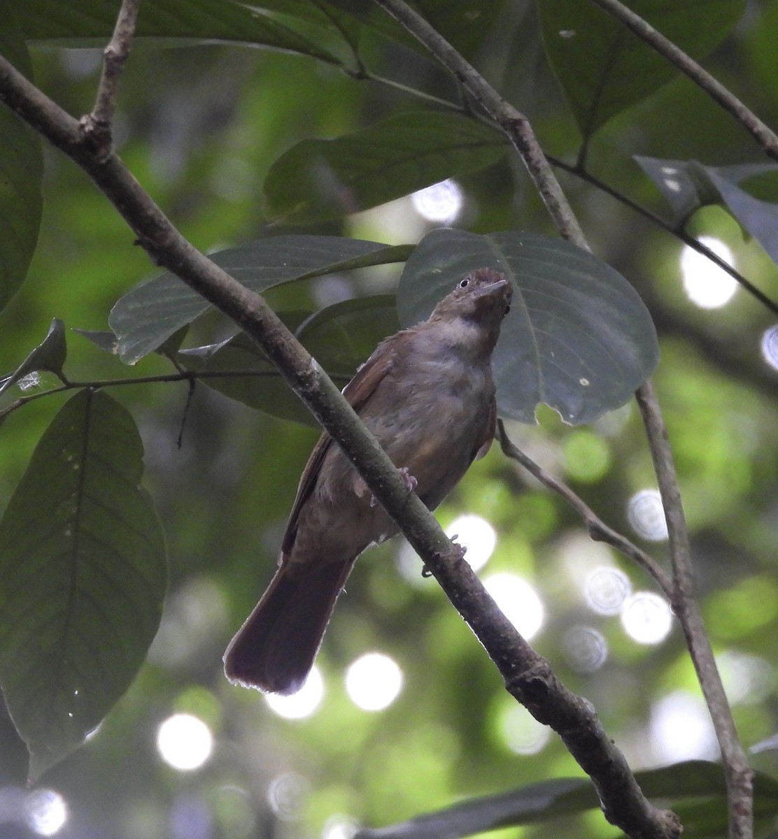 Charlotte's Bulbul - ML644808685