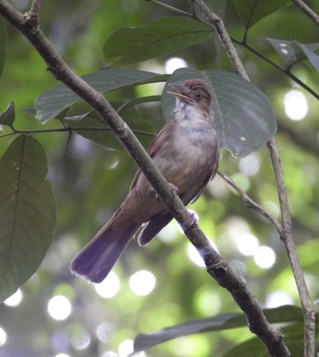 Charlotte's Bulbul - ML644808686