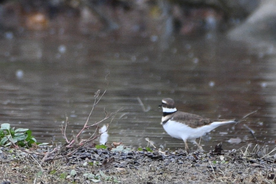 Kildir txirritxoa - ML644808688