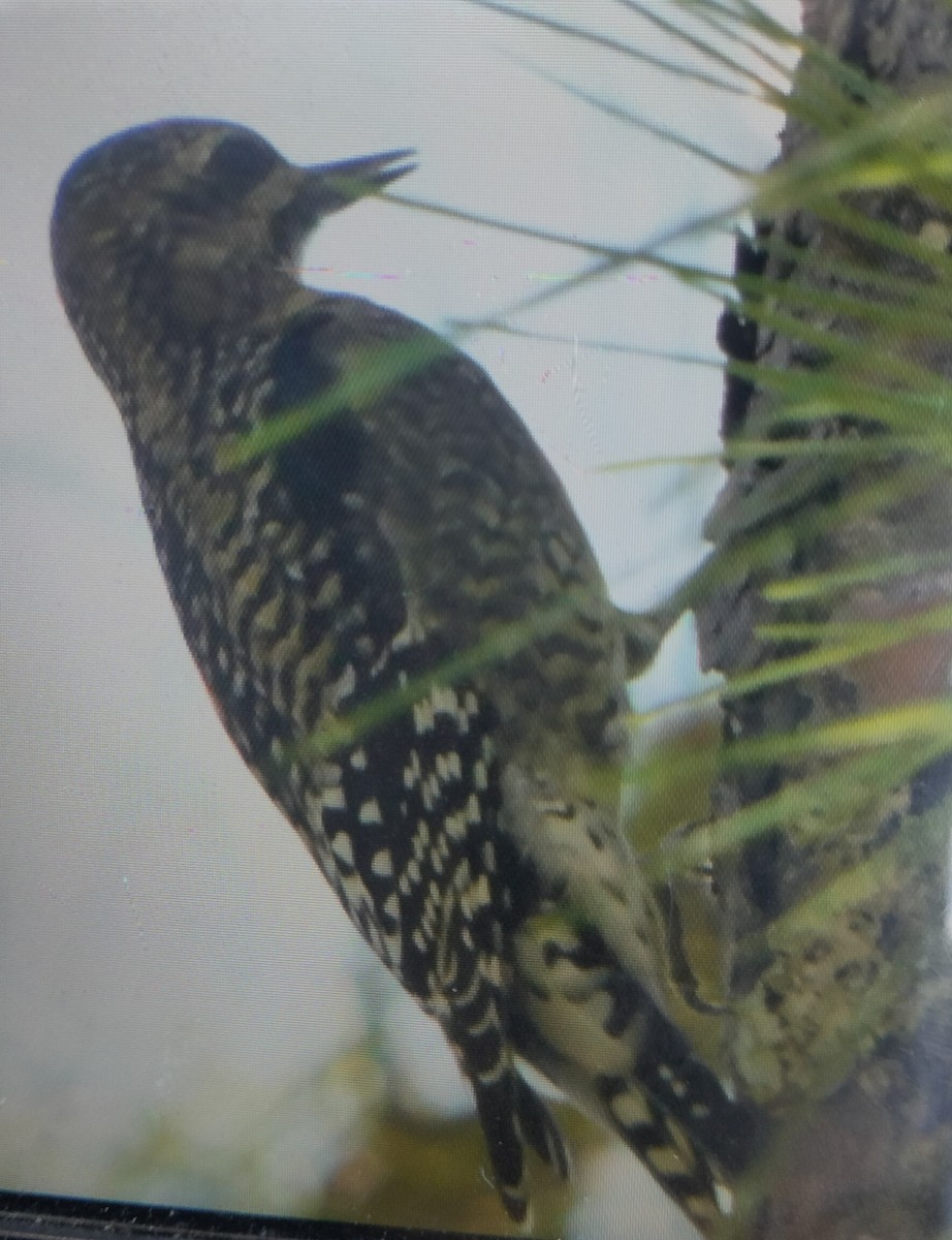 Yellow-bellied Sapsucker - ML644808689