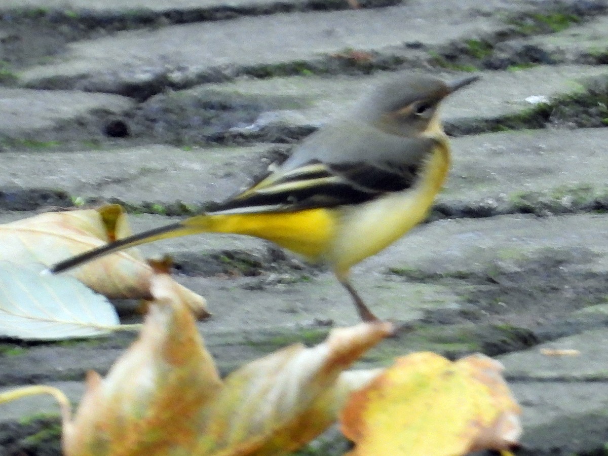 Buztanikara horia - ML644808690