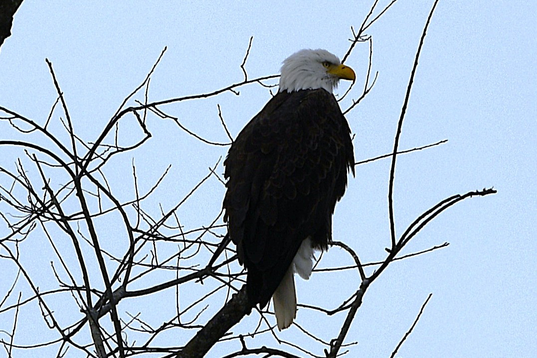 Itsas arrano buruzuria - ML644808691