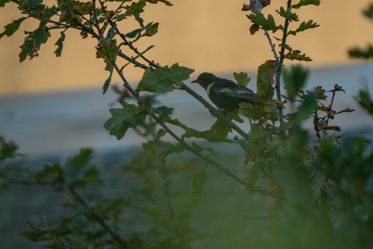 Zozo paparzuria - ML644808692