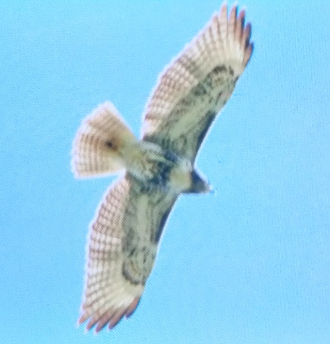 Accipitridae sp. (zapelatz itxurakoa) - ML644808693