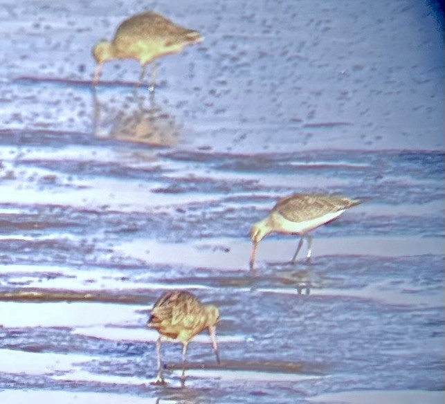 Kuliska gorria - ML644808694