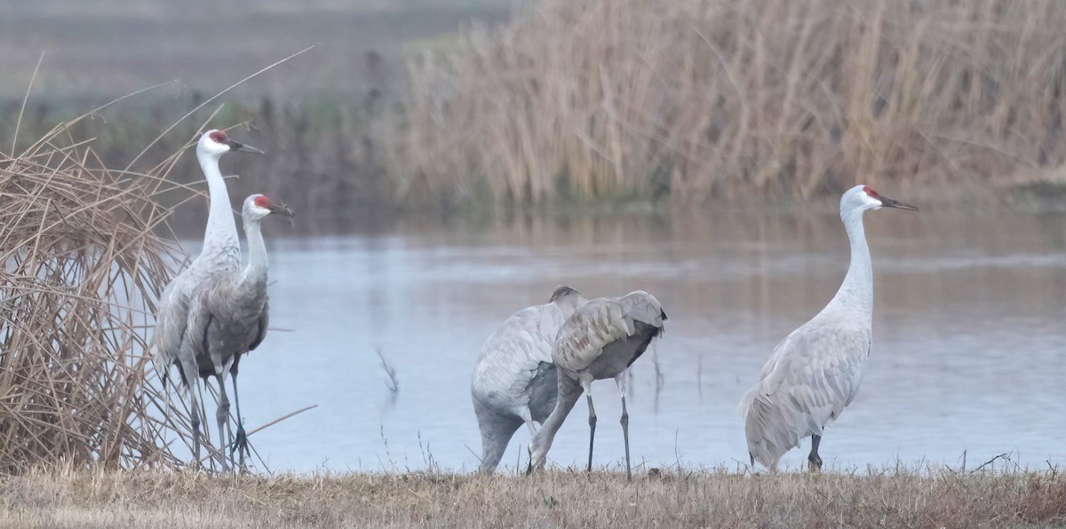 Kurrilo kanadarra - ML644808695