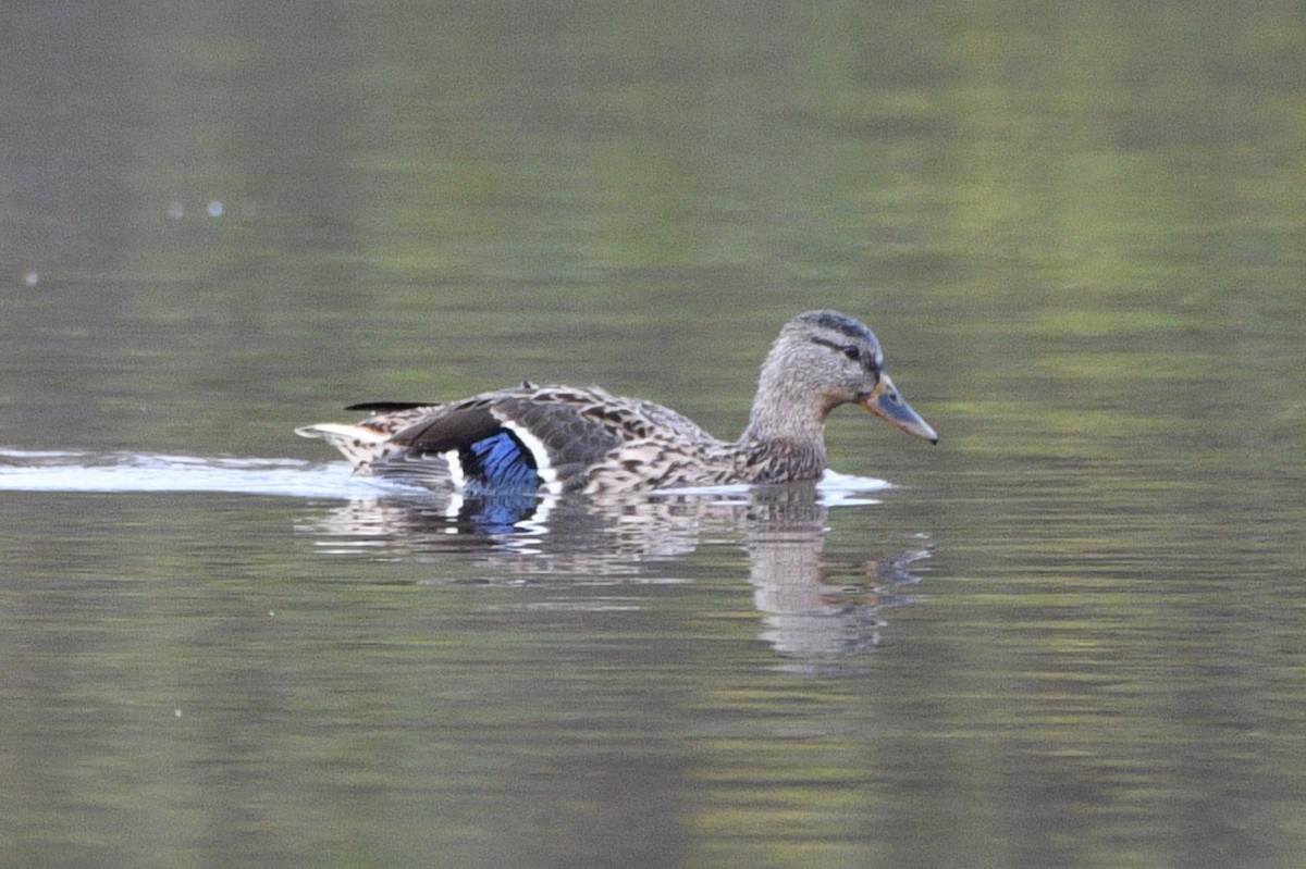 Basahatea - ML644808696