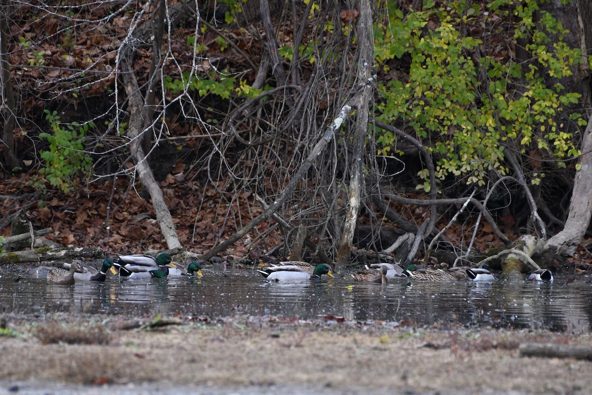 Basahatea - ML644808697