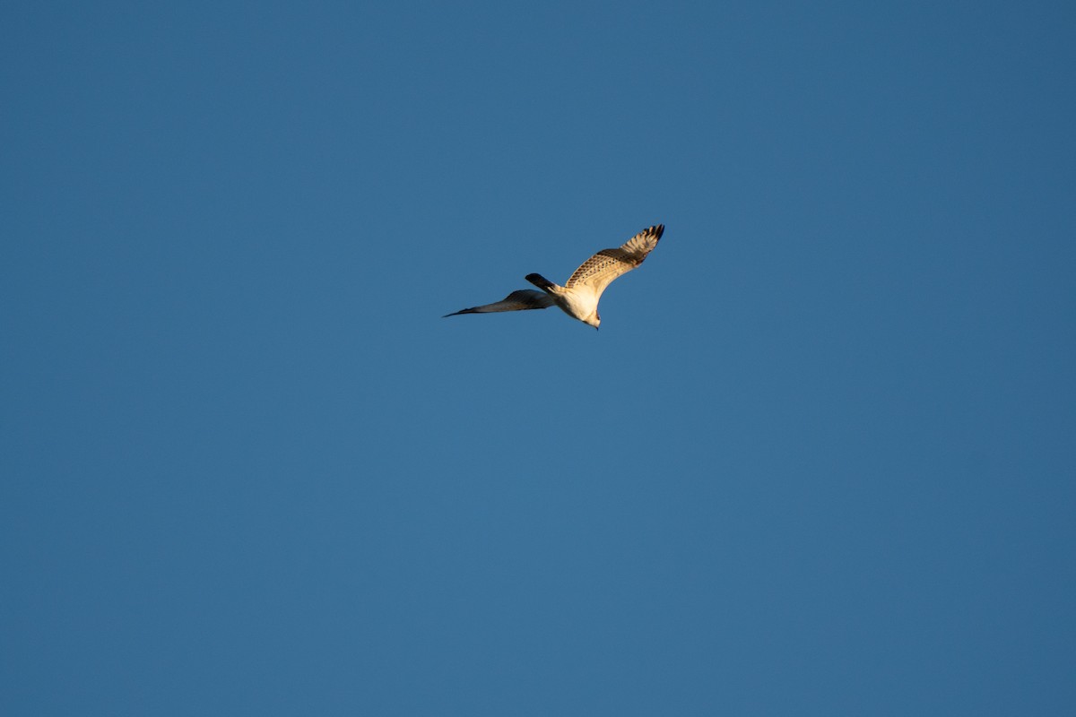 Arrano arrantzalea - ML644808698