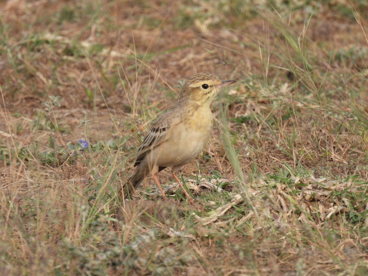 Landa-txirta - ML644808699