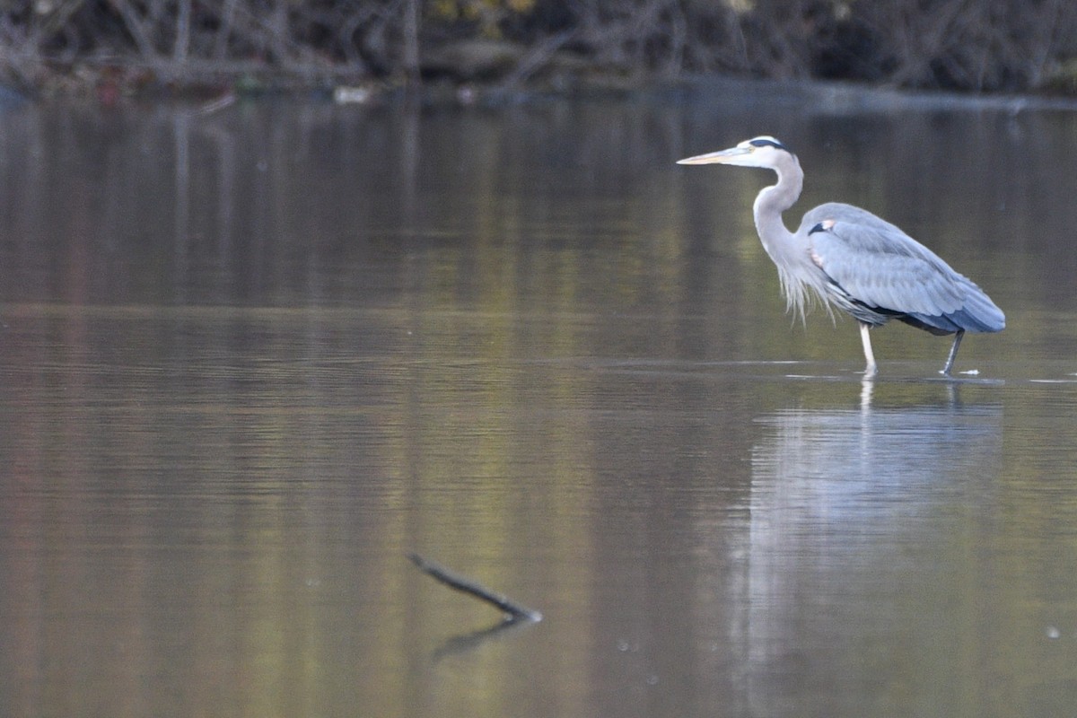 Koartza hauskara amerikarra - ML644808707