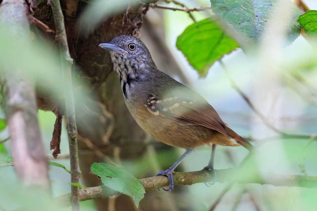 Checker-throated Stipplethroat - ML644808708