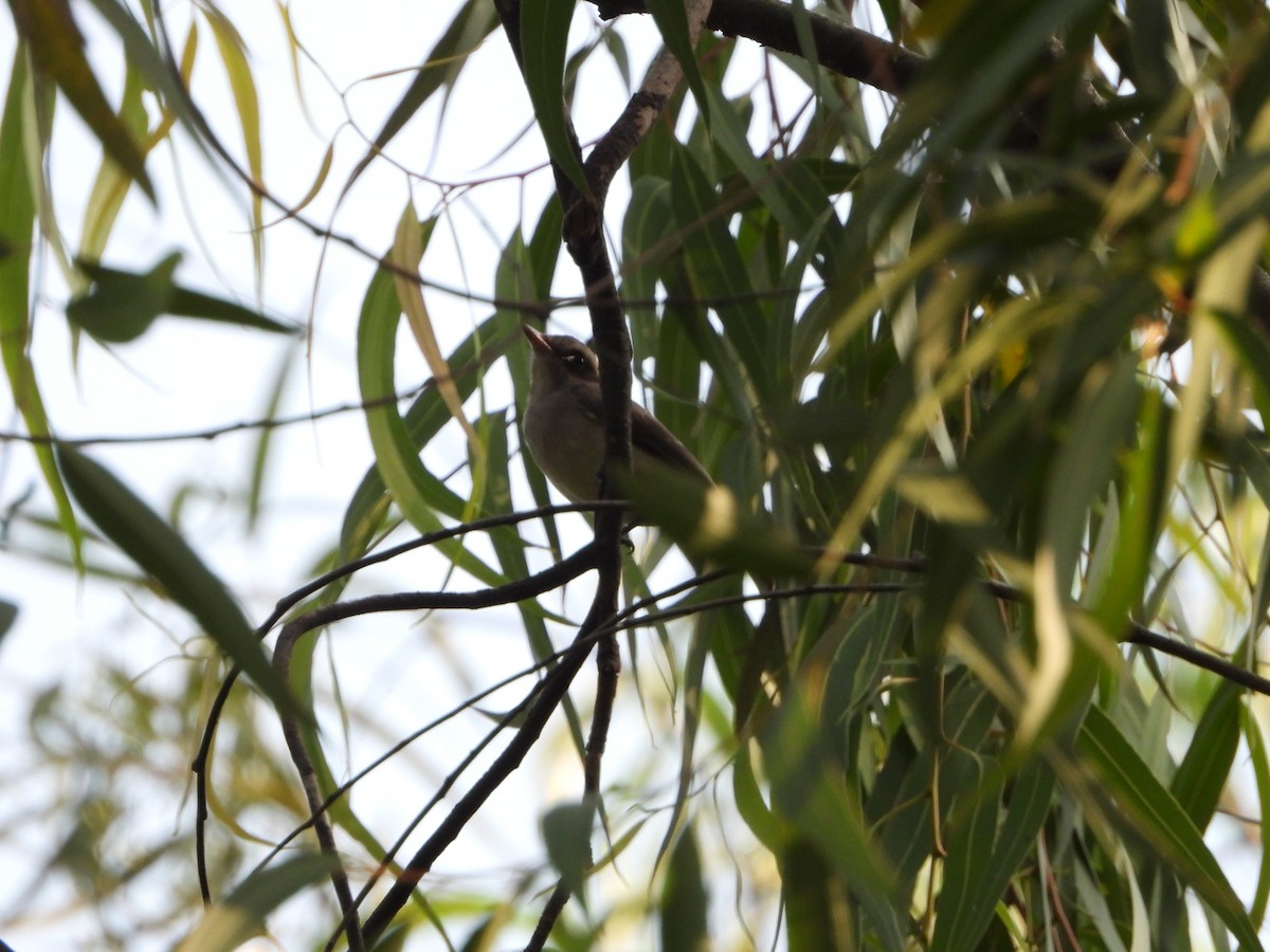 Common Woodshrike - ML644808709