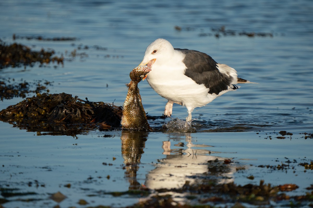 Great Black-backed Gull - ML644808710